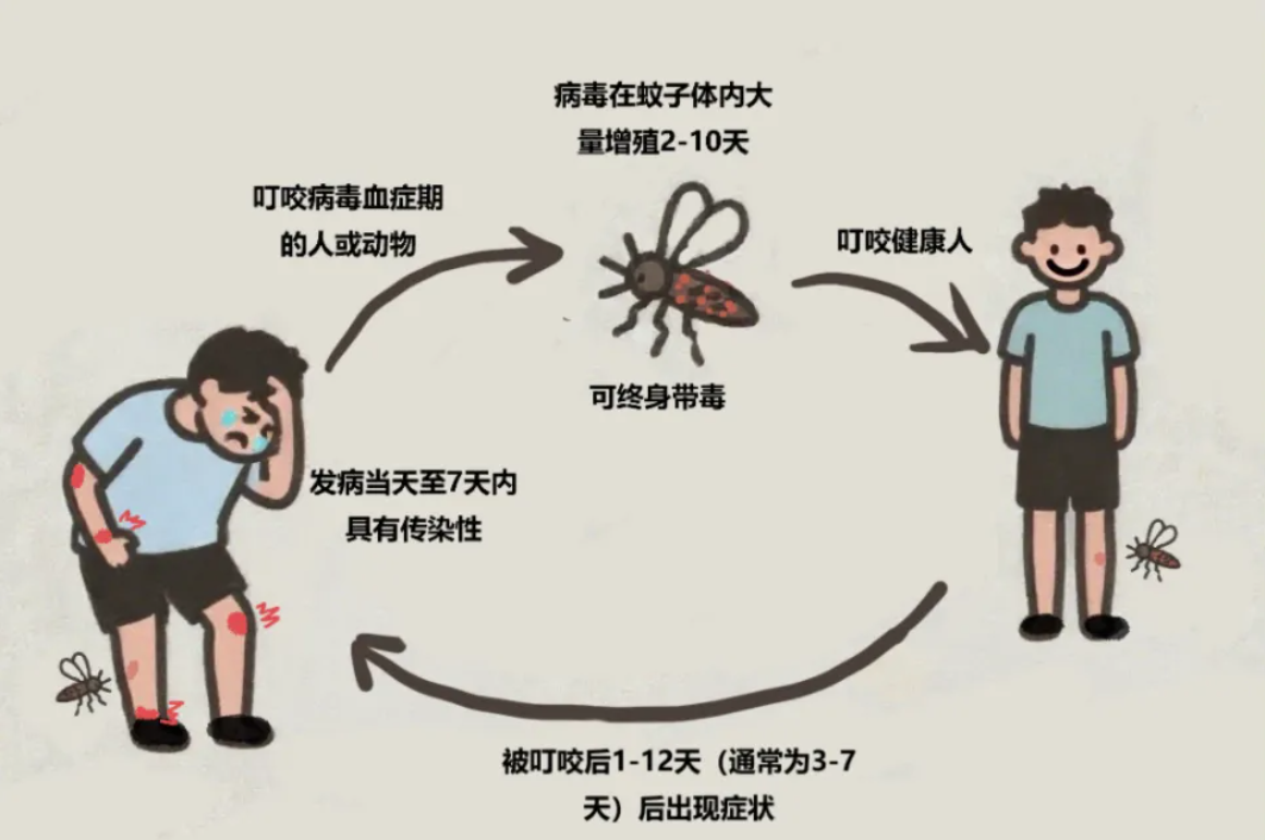 预防基孔肯雅热蚊虫传播